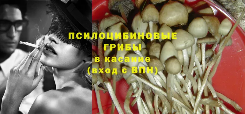 купить   Шумерля  Псилоцибиновые грибы Psilocybine cubensis 